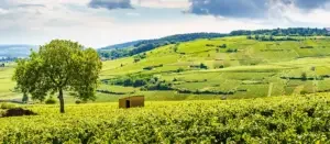 A view of vineyards in Pommard during the 2022 Burgundy vintage