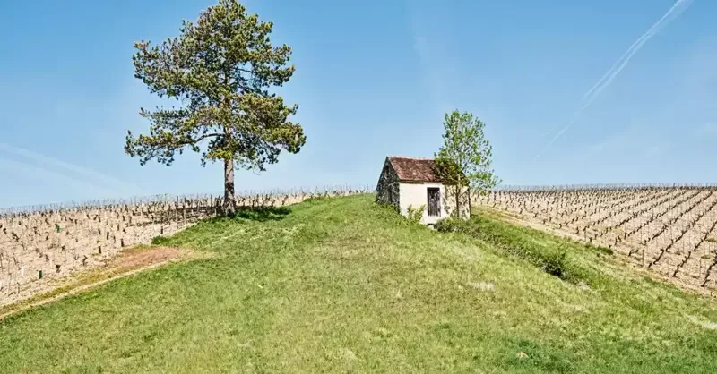 Chablis: The delightful 2022 vintage - Vimarsana News