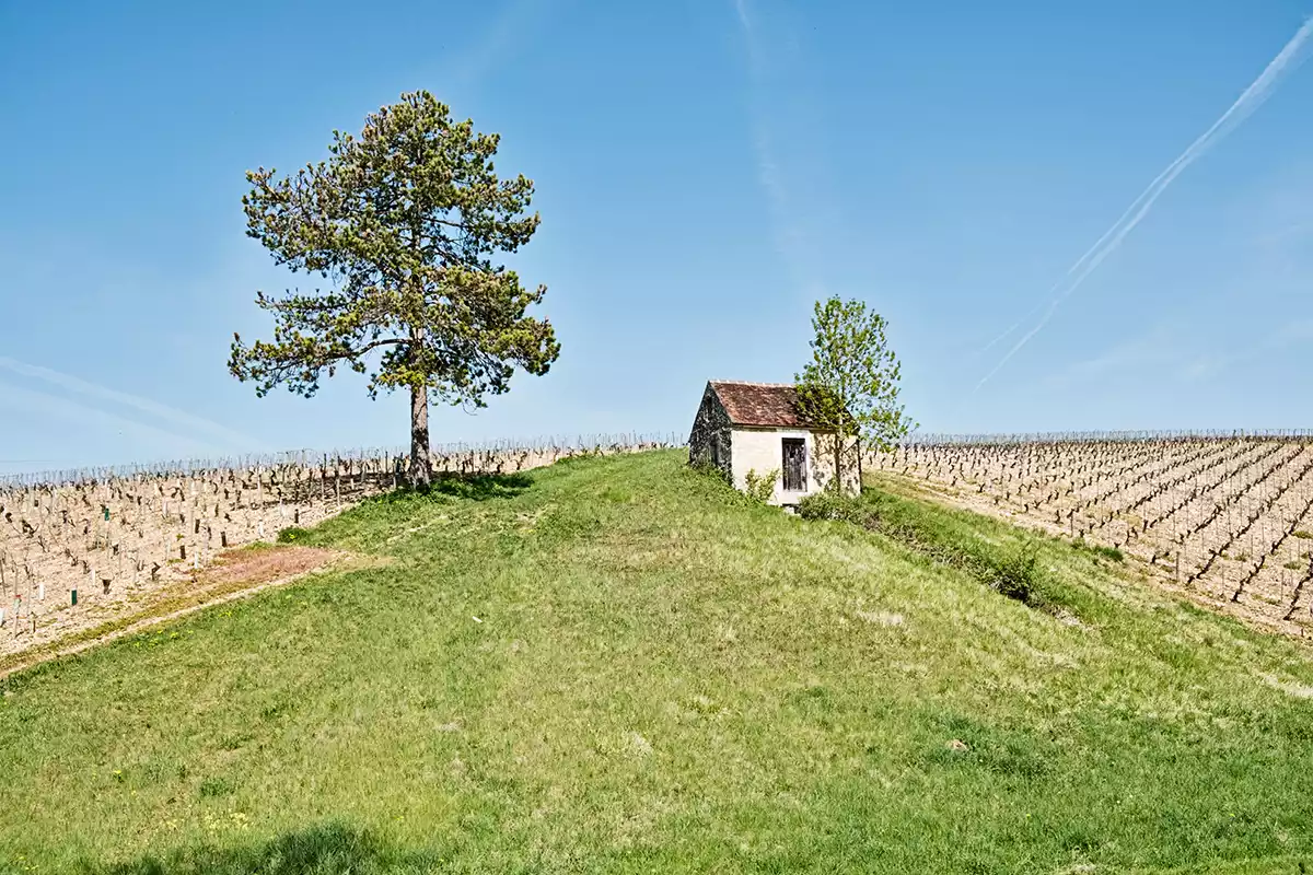 Chablis: The delightful 2022 vintage