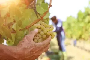 Chenin Blanc grapes in South Africa