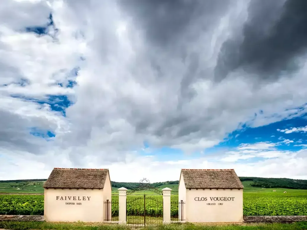 The Faiveley vineyard – 2022 Burgundy