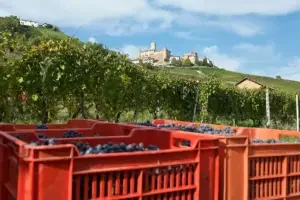 Roagna's vineyards in Barbareso