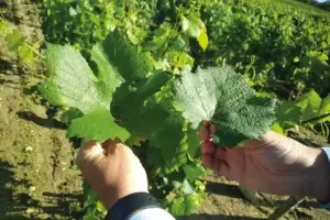 Pinot Noir leaves in Roederer vineyard