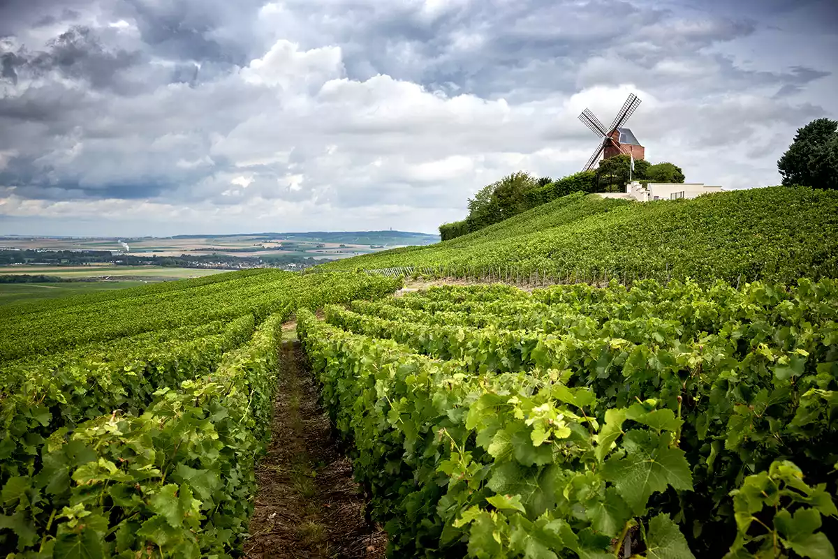 2014 and 2015 Champagne: Chalk and cheese 2014 and 2015 Champagne: Chalk and cheese