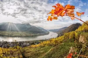 Climate in wine: the Wachau in Austria