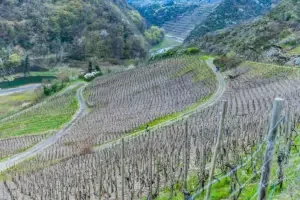 Pinot Noir vineyards in the Ahr Valley