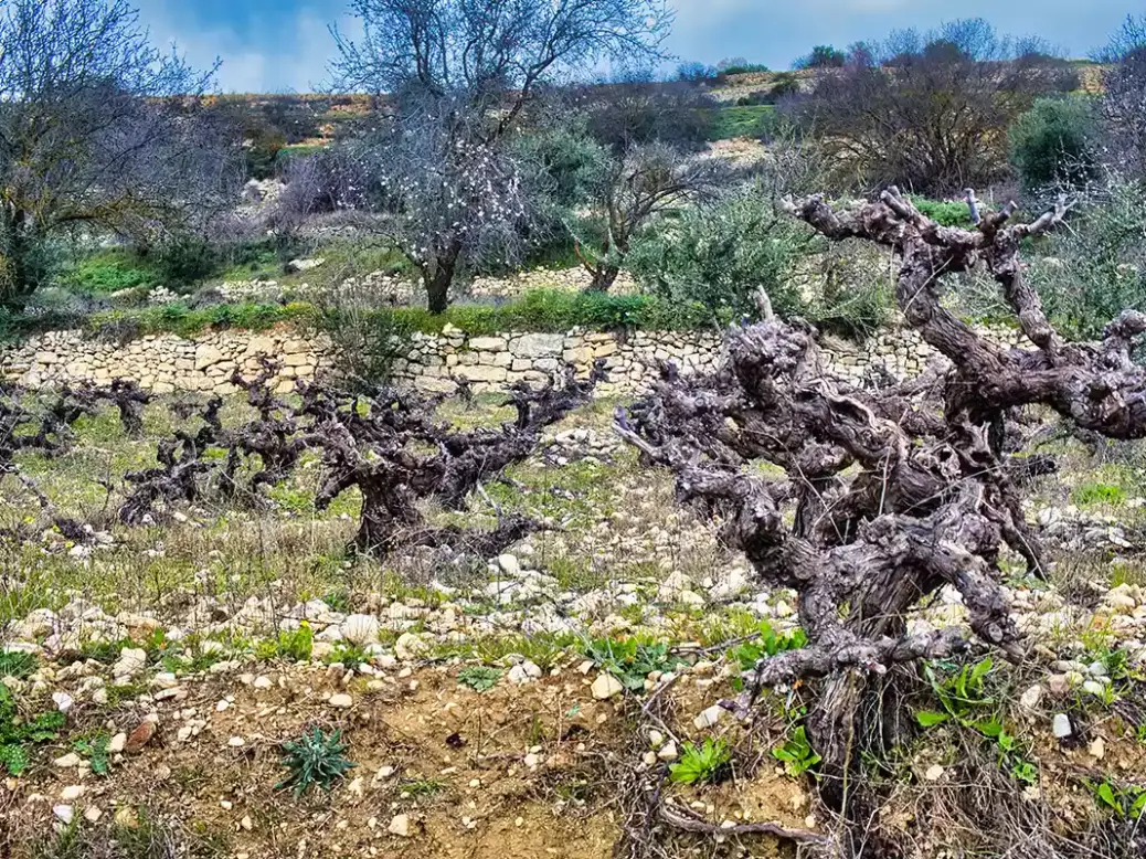 Old vines in Cyprus