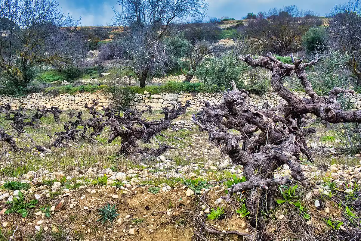 Cyprus wine: An island apart