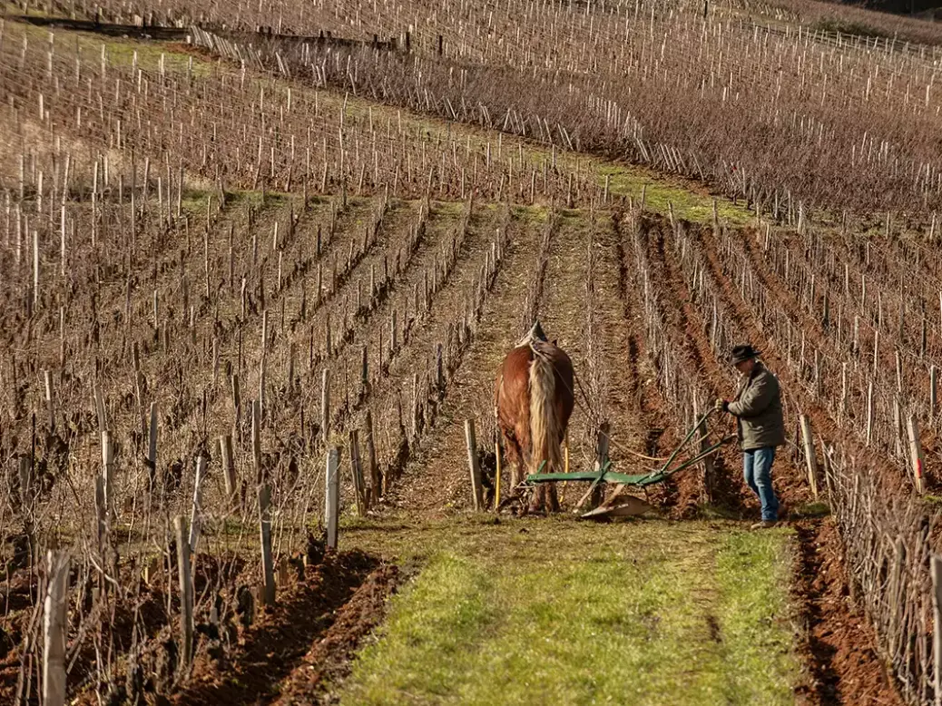 Plowing a vineyard at Domaine de la Romanée-Conti