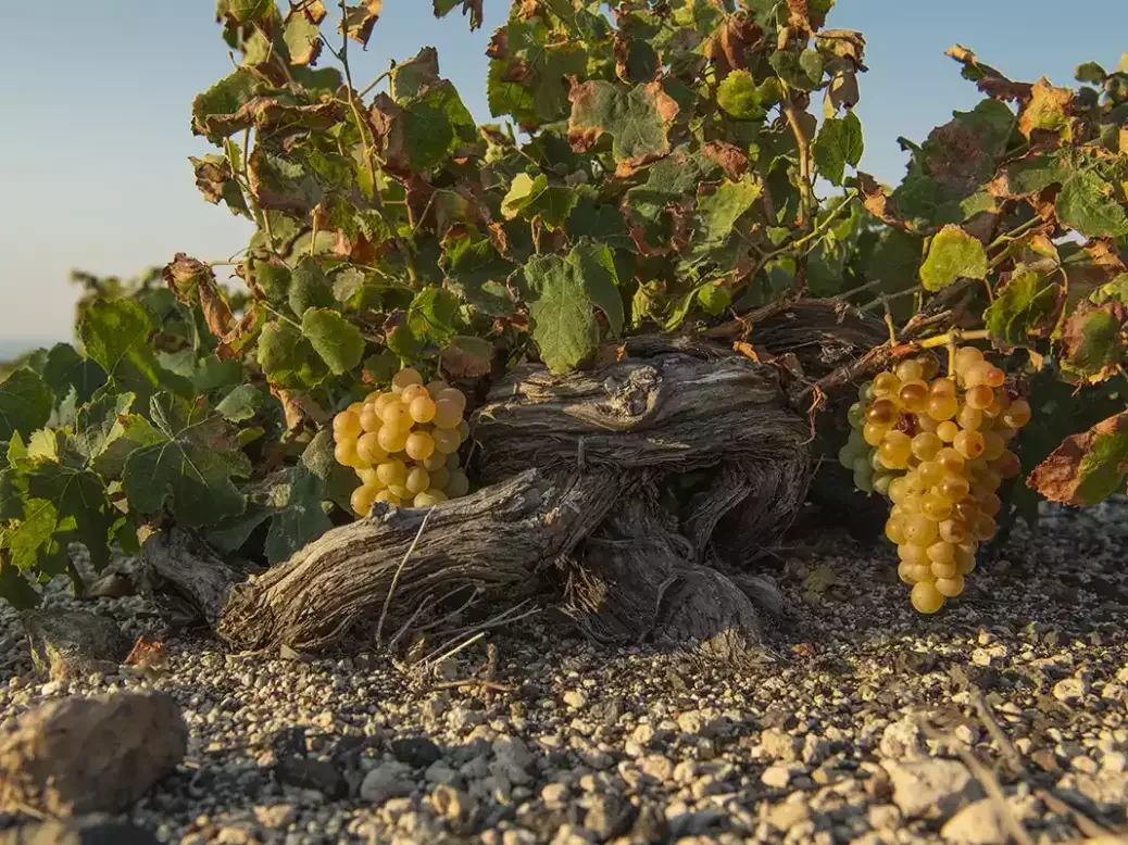 Santorini Assyrtiko vine and grapes