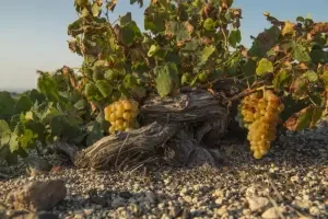 Santorini Assyrtiko vine and grapes