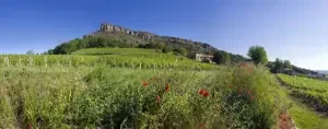 Pouilly-Fuissé vineyards.