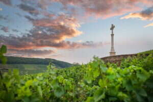 Corton-Charlemagne cross