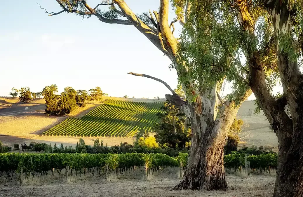 Australian Riesling vines in Grosset vineyard, Clare Valley
