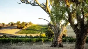 Australian Riesling vines in Grosset vineyard, Clare Valley