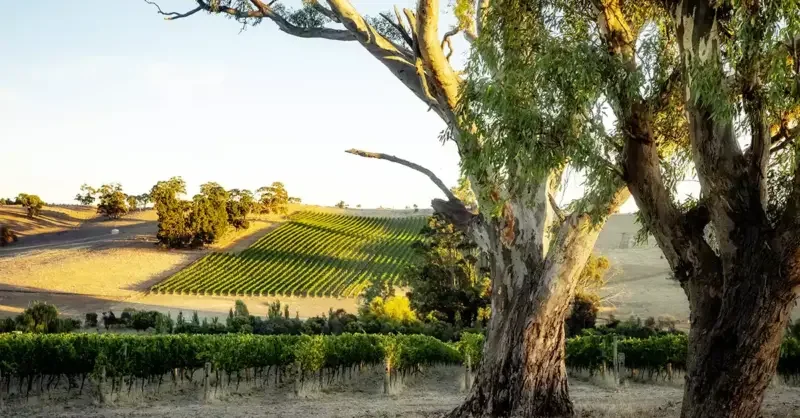 Australian Riesling: An underrated, pristine joy - Vimarsana News