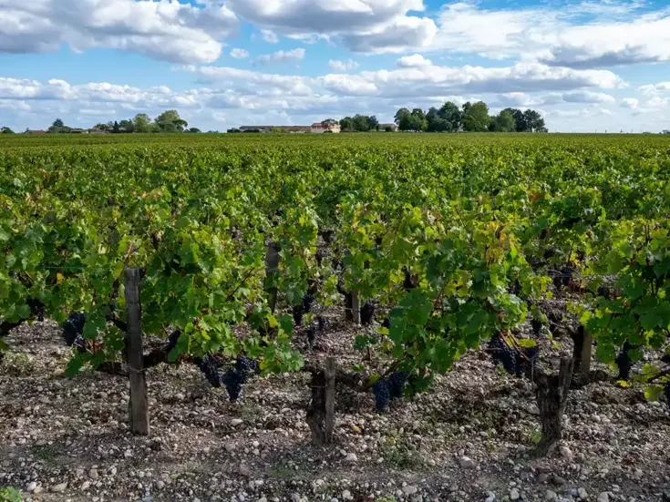 Cabernet Sauvignon vines gravel terroir of Margaux