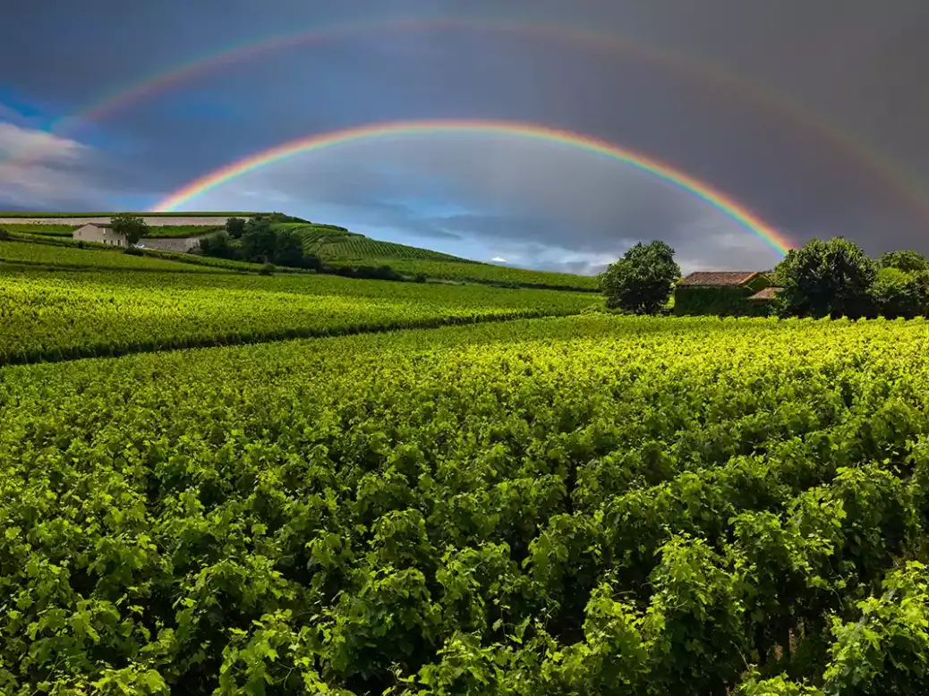 2023 Bordeaux rainbow above the vines