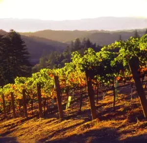 Mount Veeder vineyard