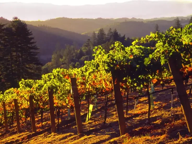 Mount Veeder vineyard