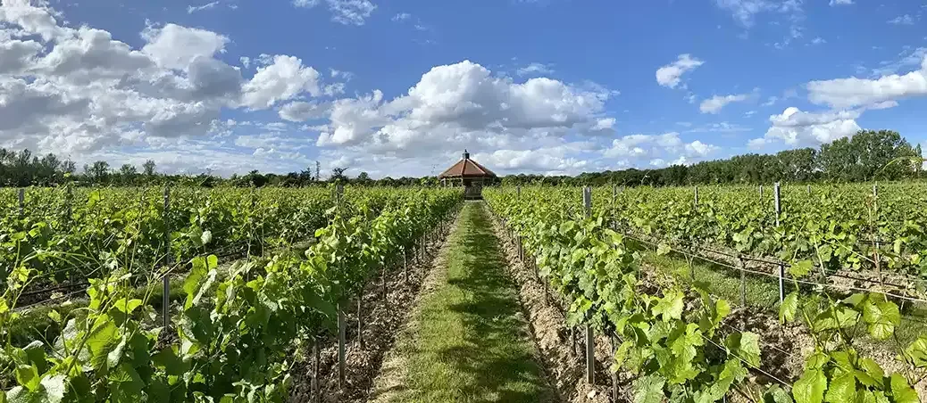 Danbury Ridge vineyard Octagon Block