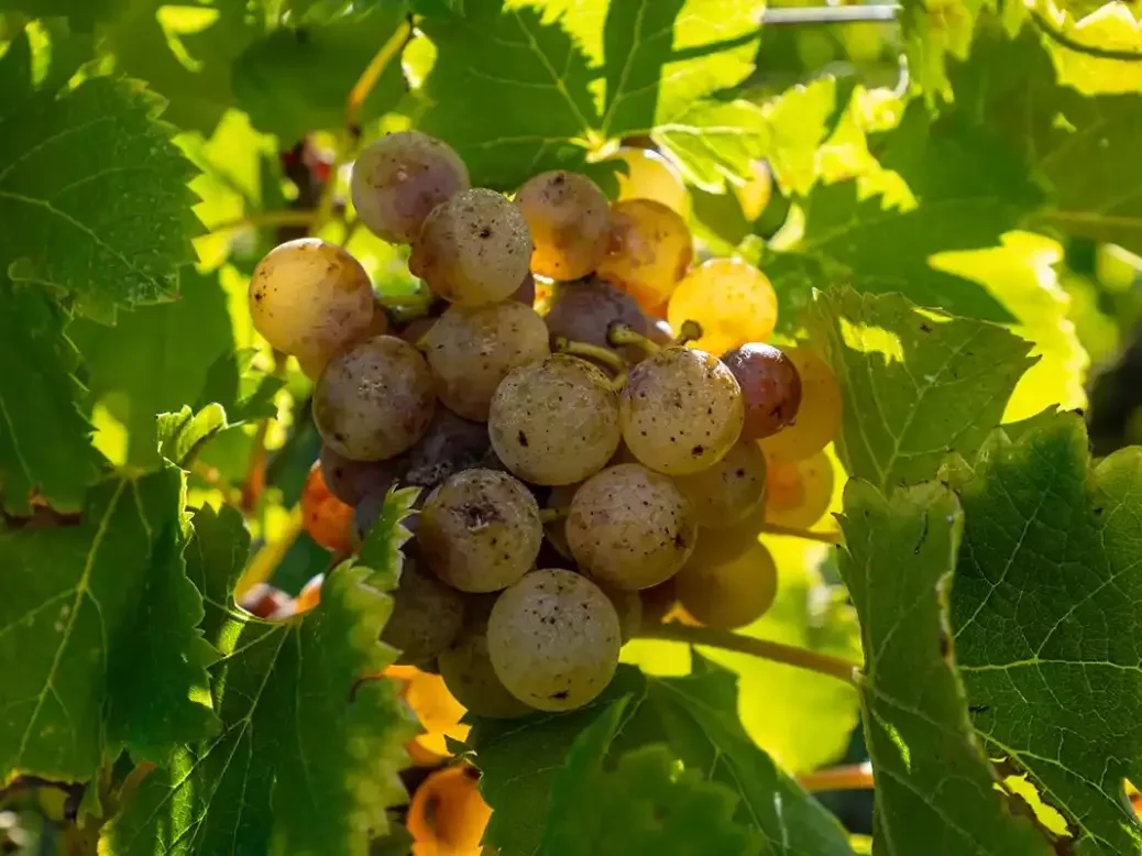 2023 bordeaux sémillon grapes in Barsac