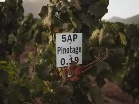 New-wave Pinotage: No longer monstrous