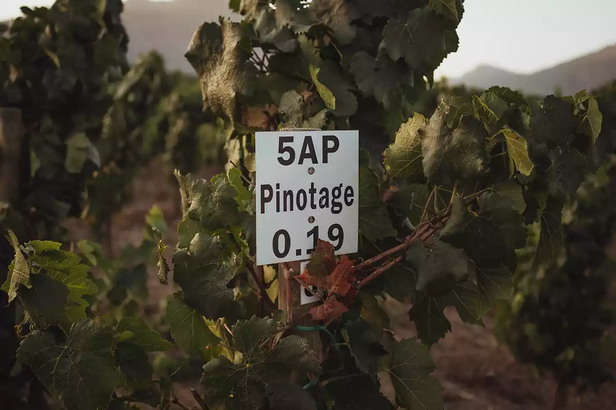 New-wave Pinotage: No longer monstrous