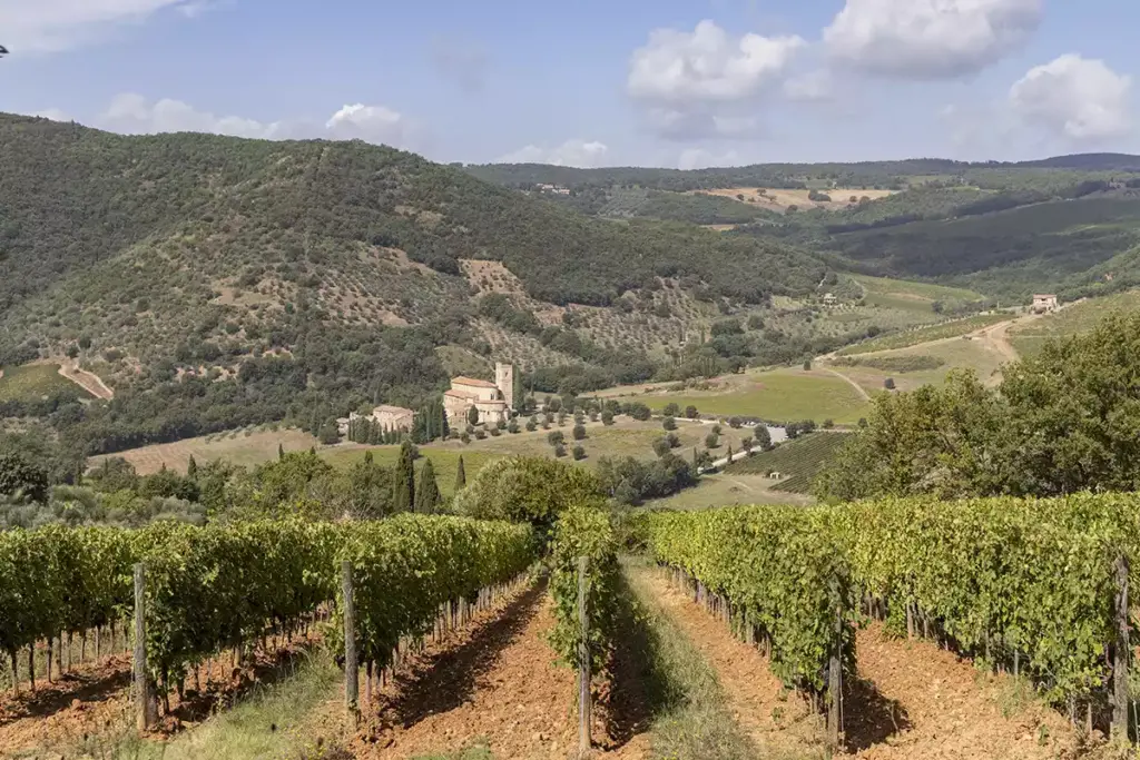 Poggio di Sotto vineyard