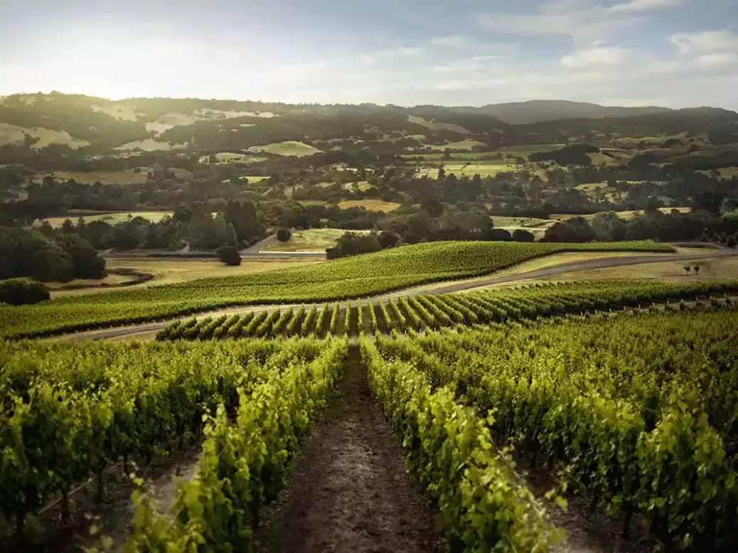 Vérité Bennett Valley Vineyard