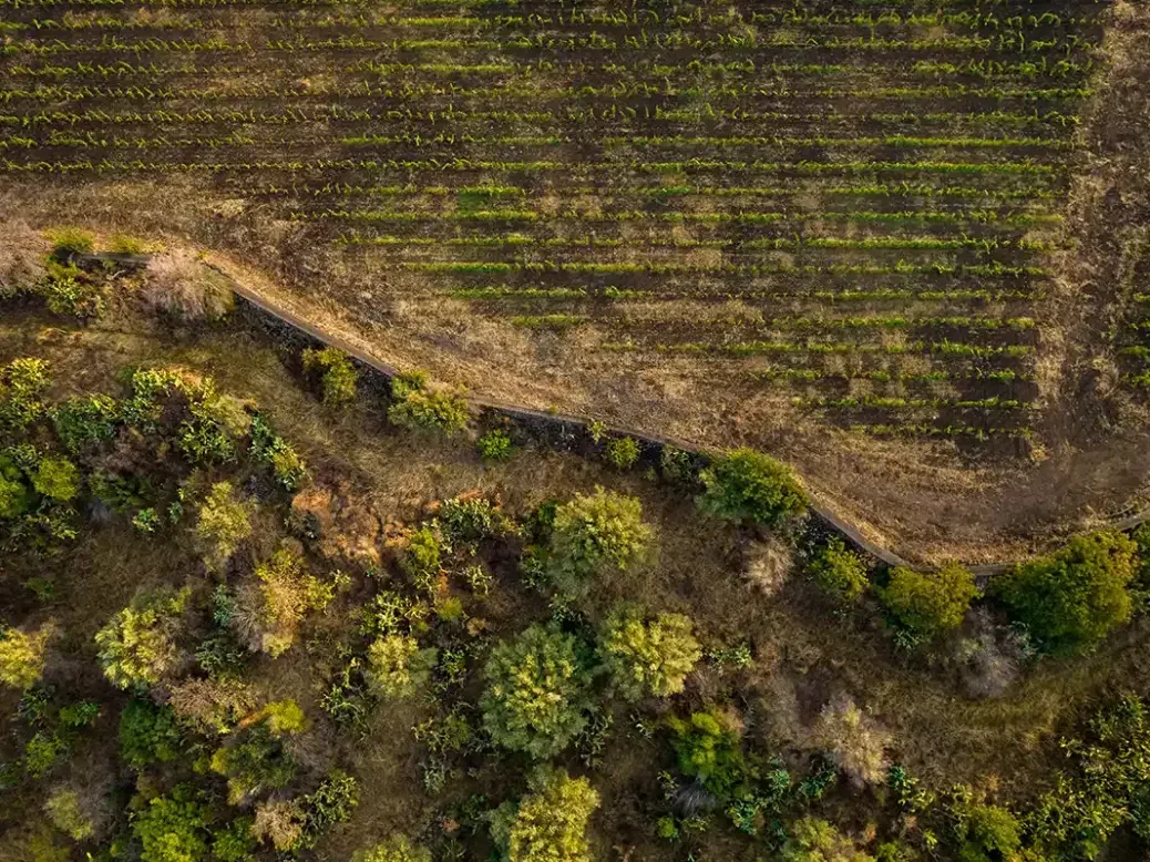 Idda vineyard from the air