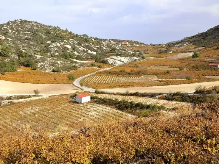 Cyprus vineyard