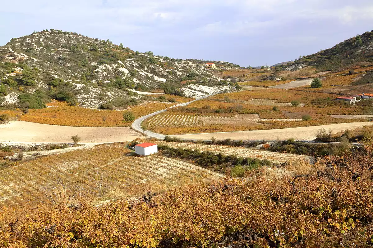 The sommelier’s view: Cyprus