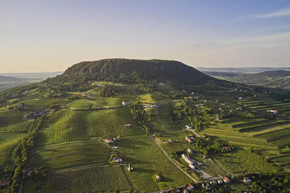 Kéknyelű: A late Lake Balaton comeback