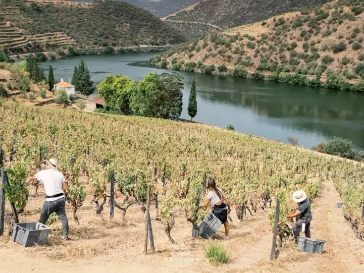 2022 Vintage Port harvest