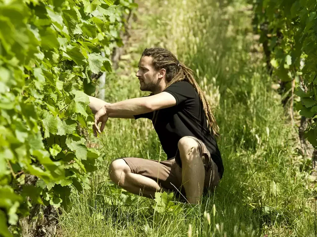 Christian Dautel in a vineyard