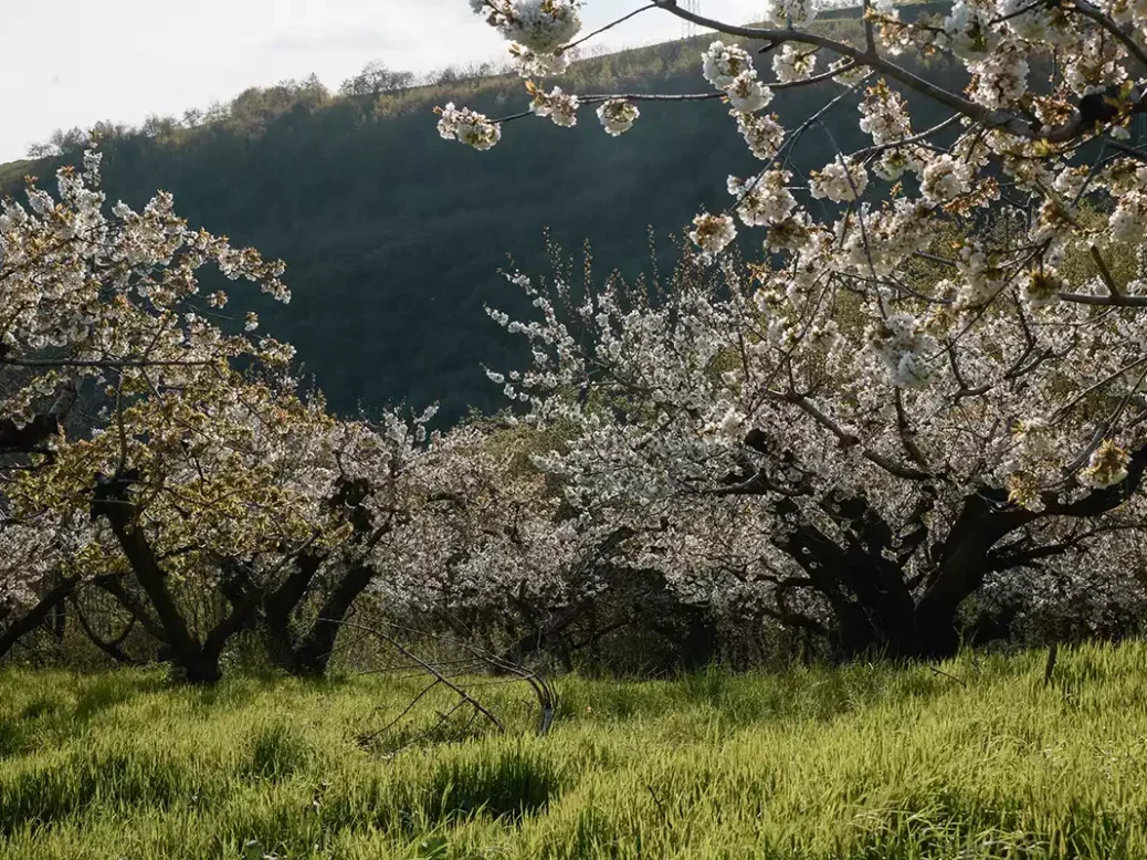 La Collina dei Ciliegi – cherry trees in bloom