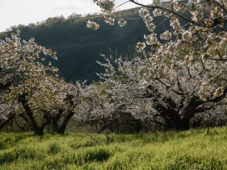 La Collina dei Ciliegi Prea Bianco Verona IGT 2021: The Cherry Orchard