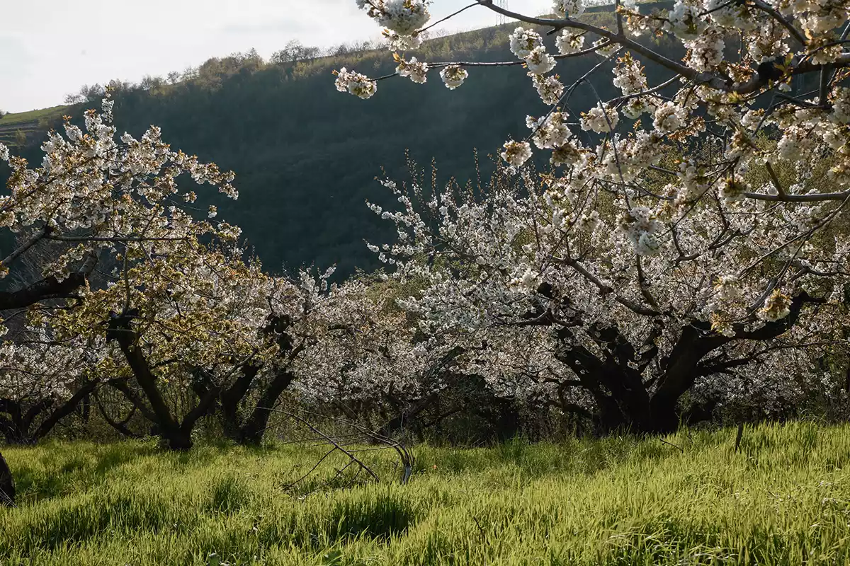 La Collina dei Ciliegi Prea Bianco Verona IGT 2021: The Cherry Orchard