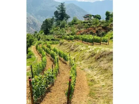 Wine as worlding: Bhutan’s path into fine wine