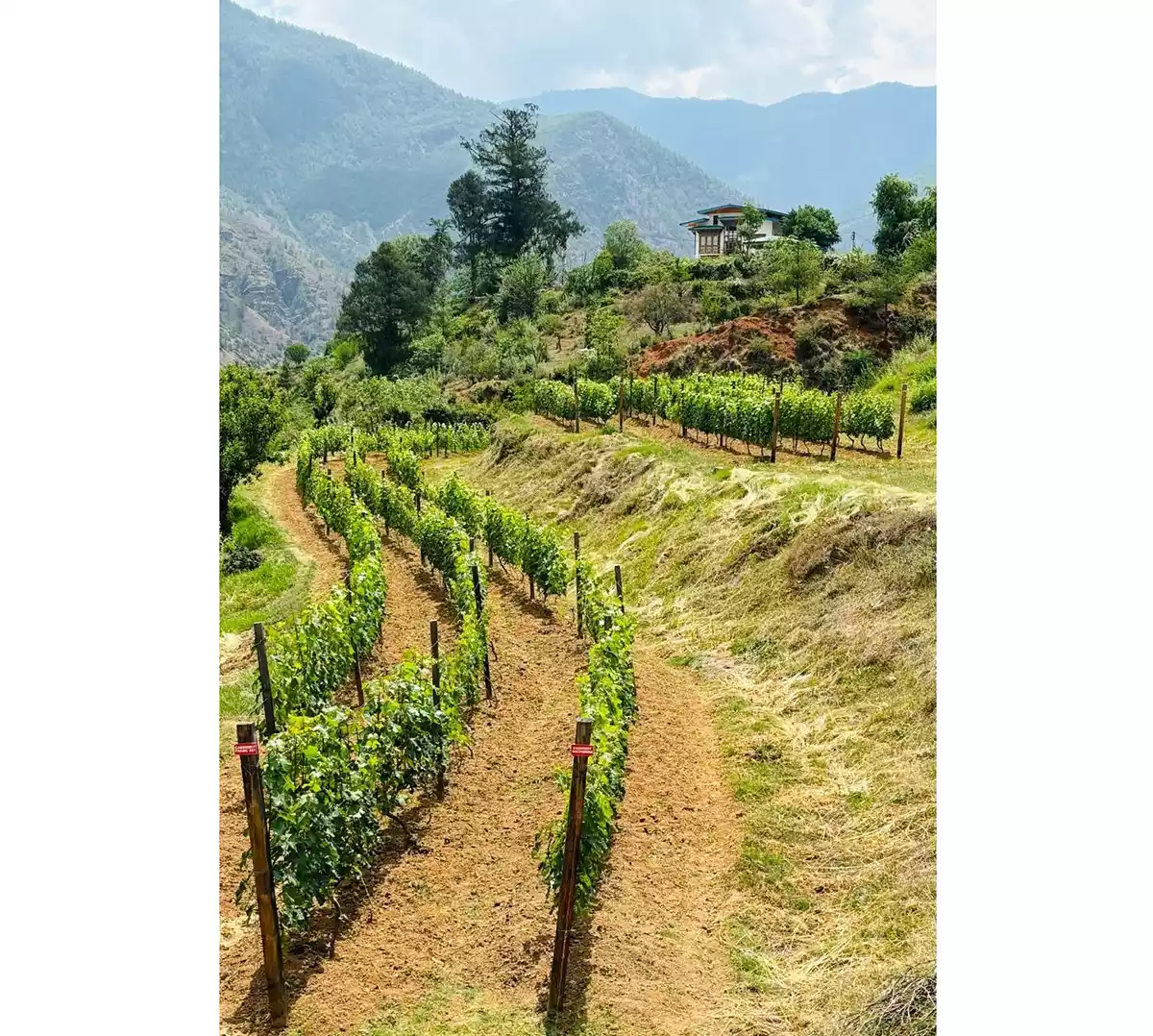 Wine as worlding: Bhutan’s path into fine wine