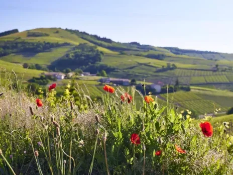 Beaujolais’s “Gang of Four”