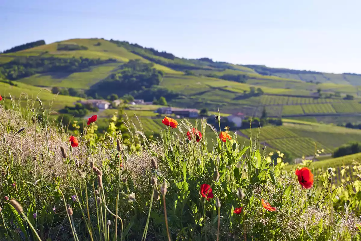 Beaujolais’s “Gang of Four”