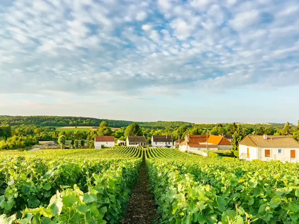 A vineyard in Montagne de Reims