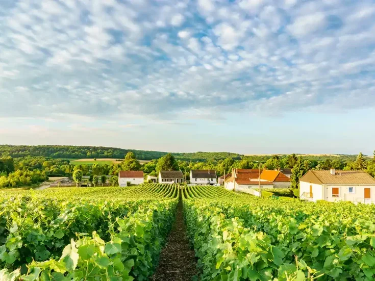 A vineyard in Montagne de Reims