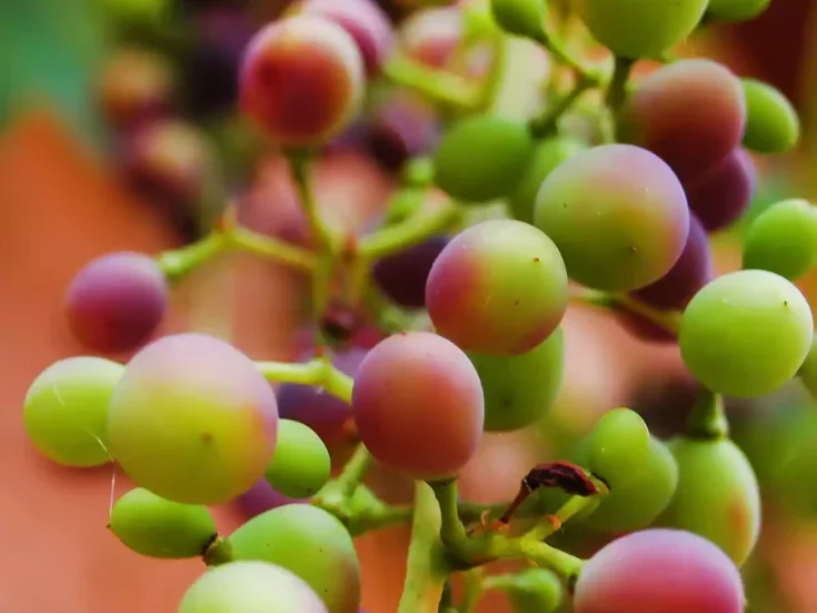 ripening grapes close up