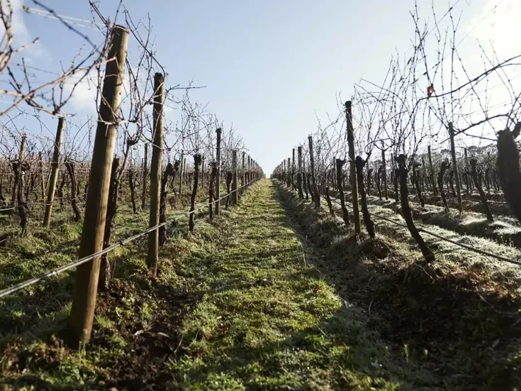 Bastard Hill vineyard