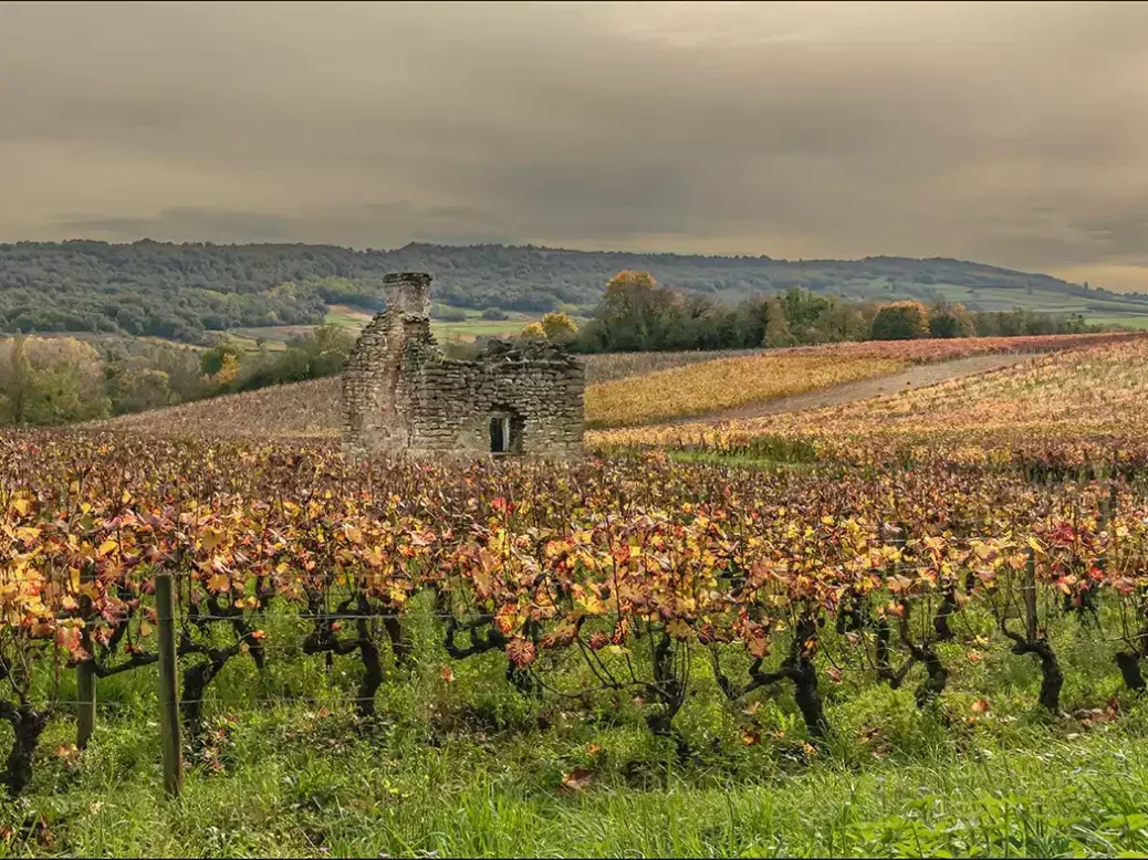 Autumnal vineyards in the Côte d'Or