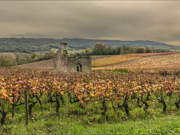 Autumnal vineyards in the Côte d'Or