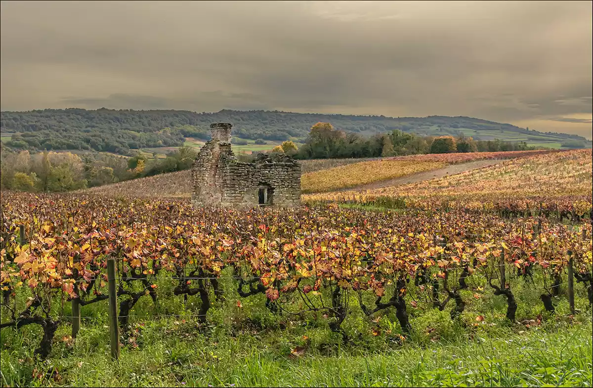 Essential reading for anyone with a deep interest in Burgundy